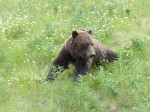 Picture of Grizzly bear eating clover by Alaska Highway